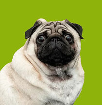 pic fer soph (5)_edited.jpg