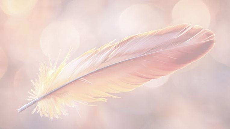 plume orange_edited_edited.jpg
