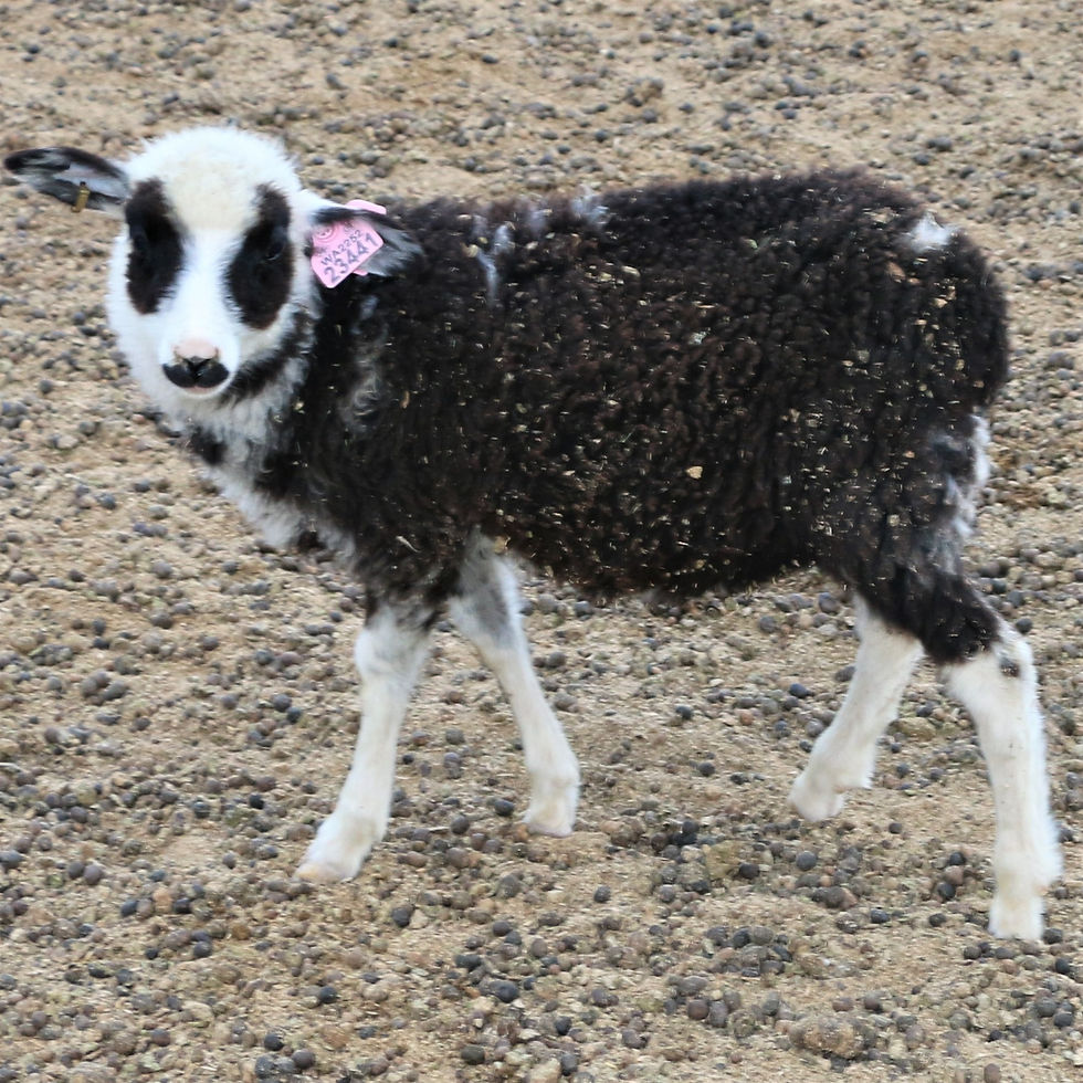3L 23-441 Quad black pied ram. Dam: 20-578.  Sire Aqua Man