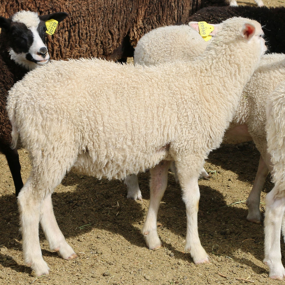 3L 20-560 QR Triplet white ram. Dam: 3L 11-344 Sire: King RR