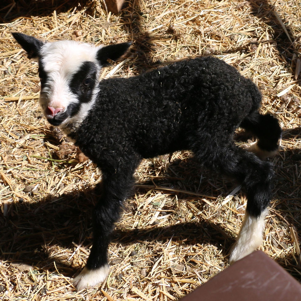 24-653 Quad black ewe. dam: 16-715 QR.  Sire: Augustus
