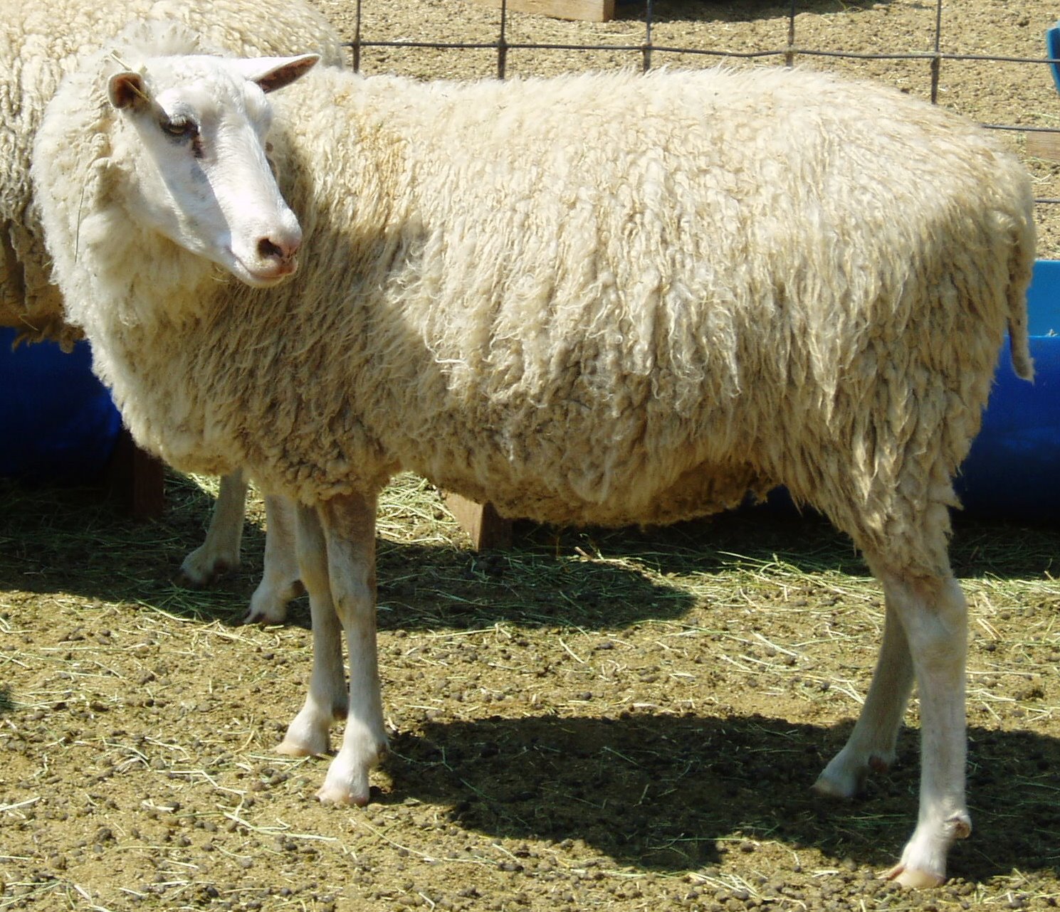 Dolly - WC 3014