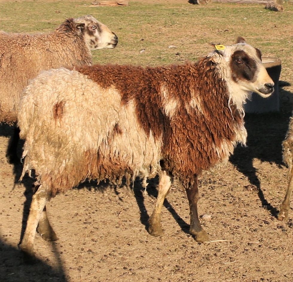 Groucho - Quad Black Pied. 3L 16-839