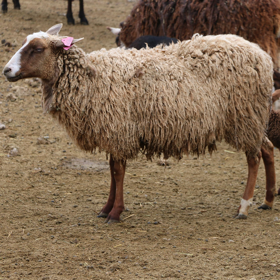 3L 18-061. Quad Brown. 233% lifetime. Bred to Beretta QR