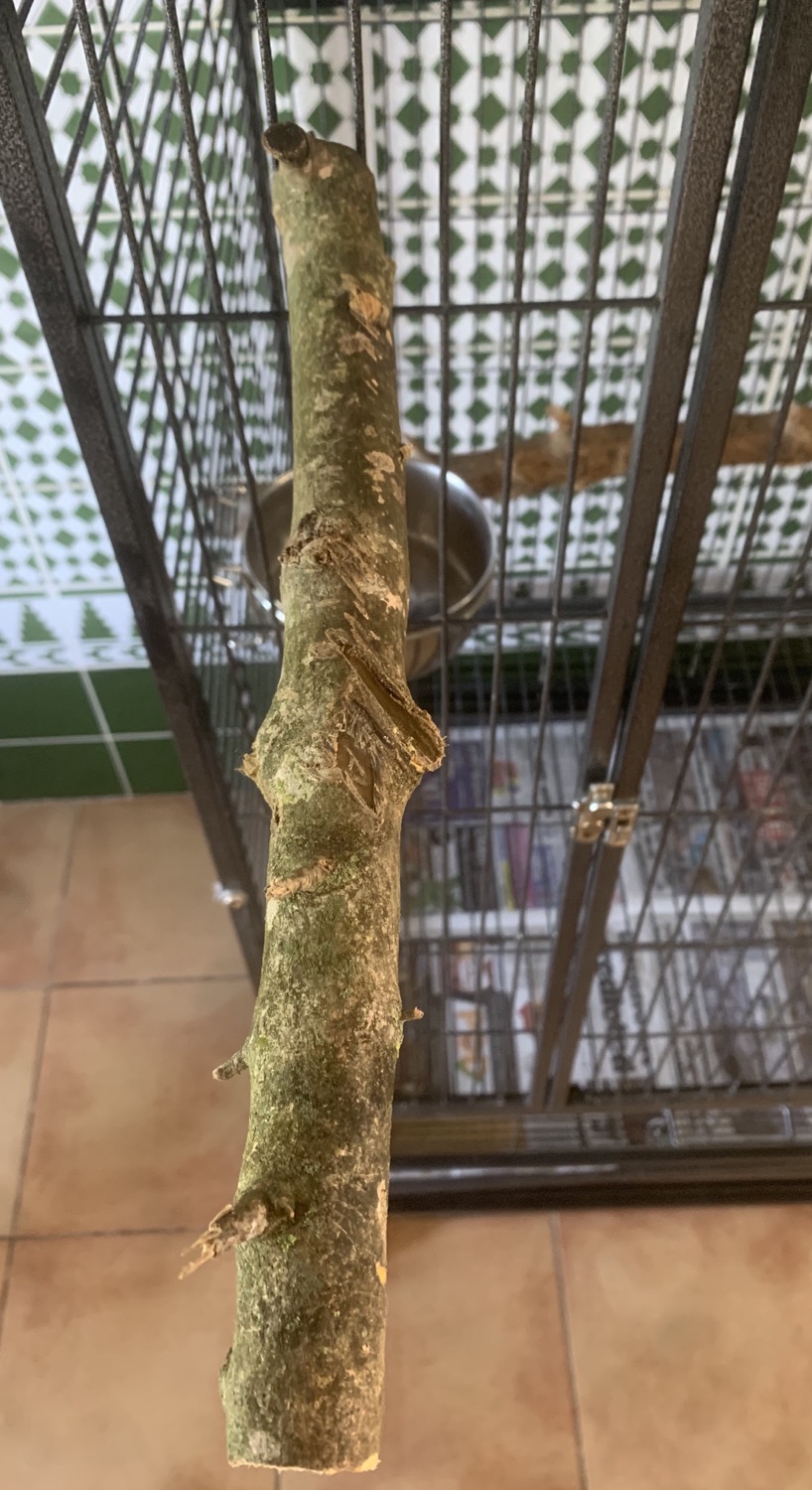 percha para loros