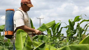 ES: Intoxicações por agrotóxicos podem ser maiores que registros oficiais