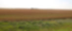 field pic_edited_edited.jpg
