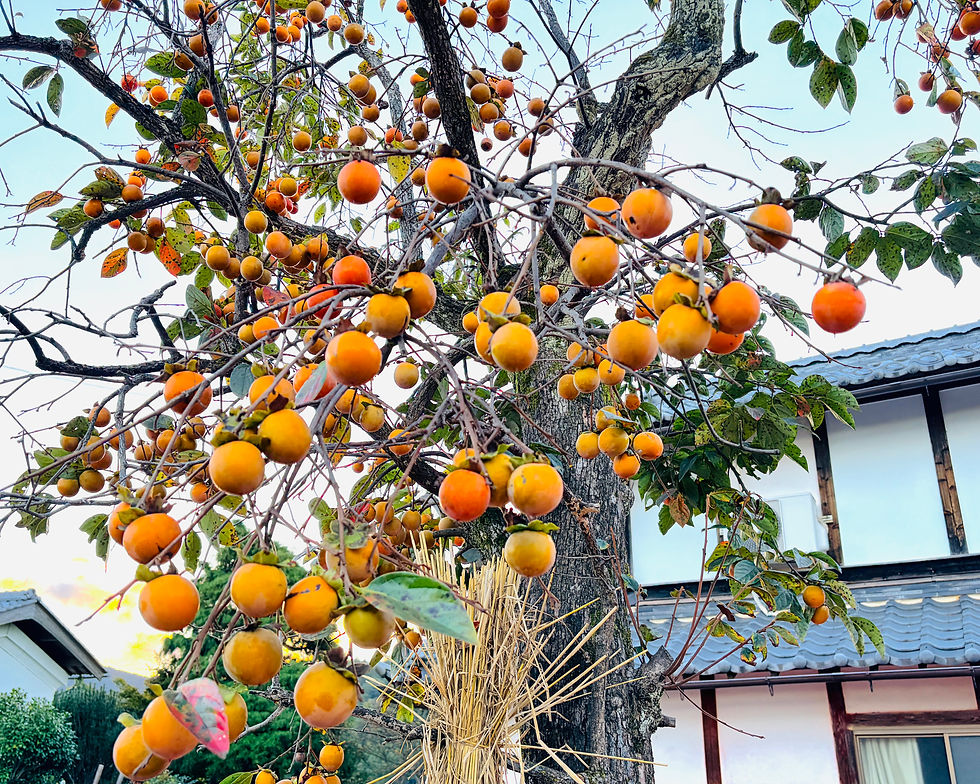 A Little Autumn Before the Leaves Change