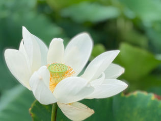 蓮の花が、季節を知らせるころ