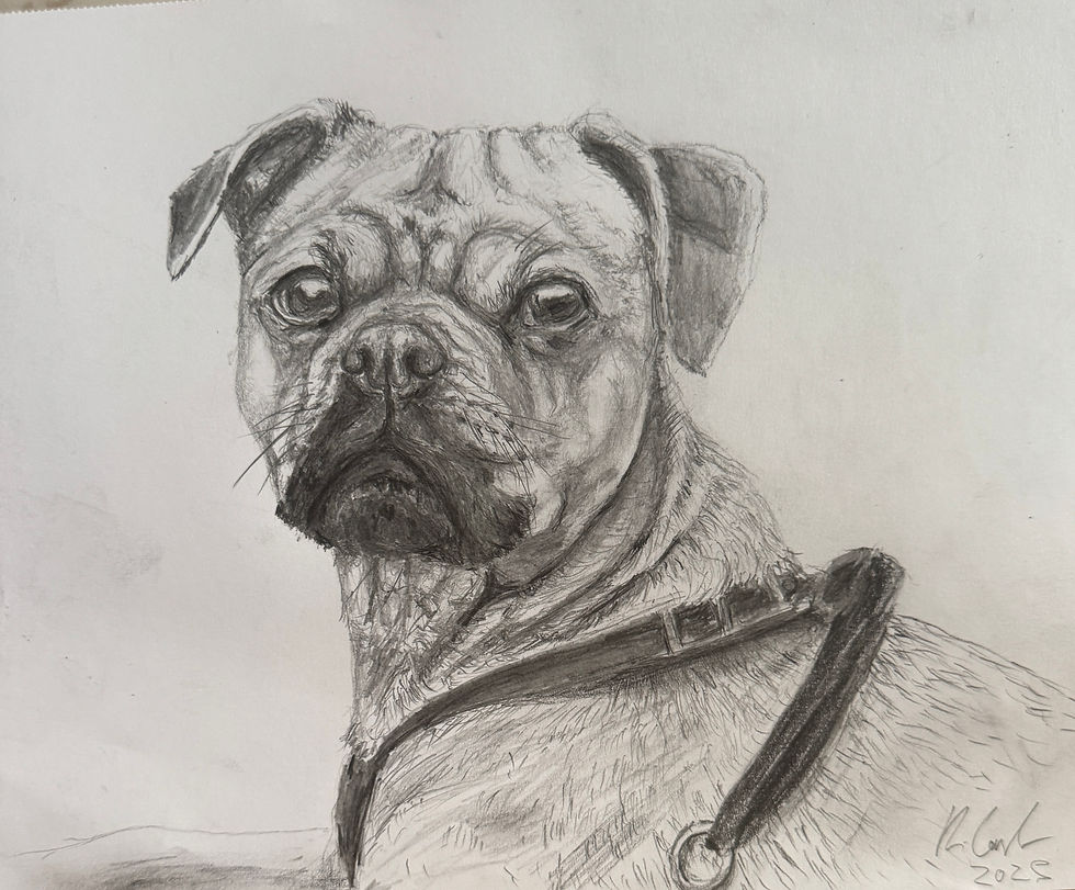 pug sketch