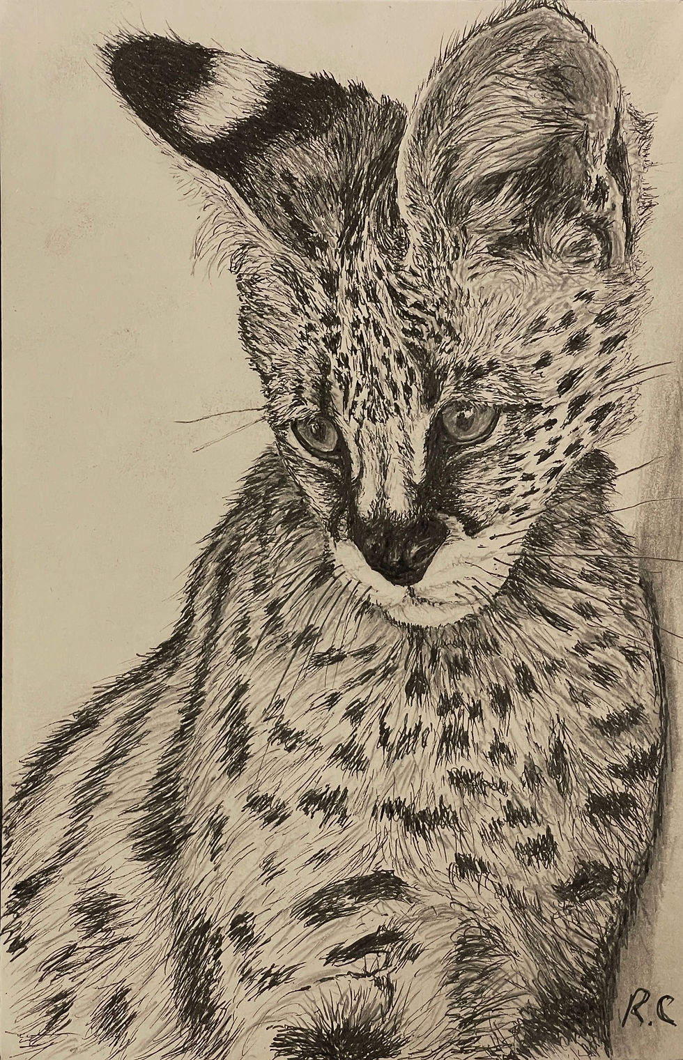 cat drawing on paper with pencil