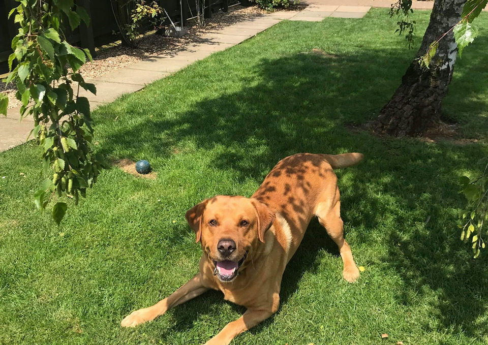 Happy dog playing on the green grass in the sunny backyard.