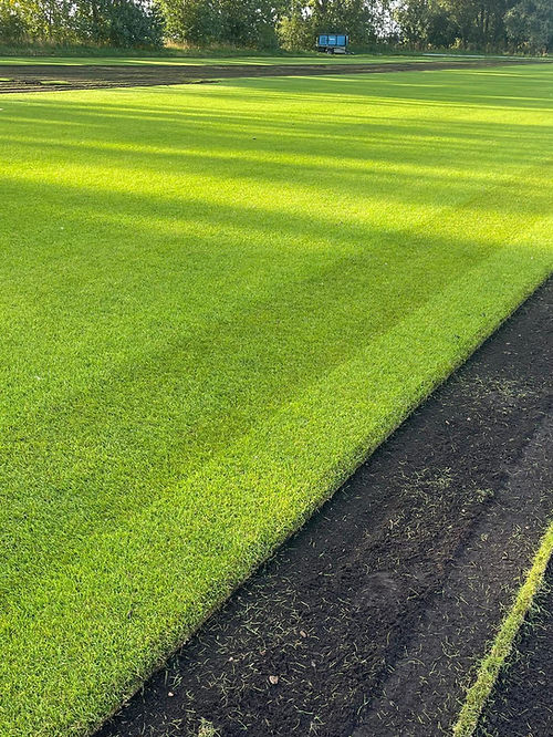 cambury turf freshly laid and cut