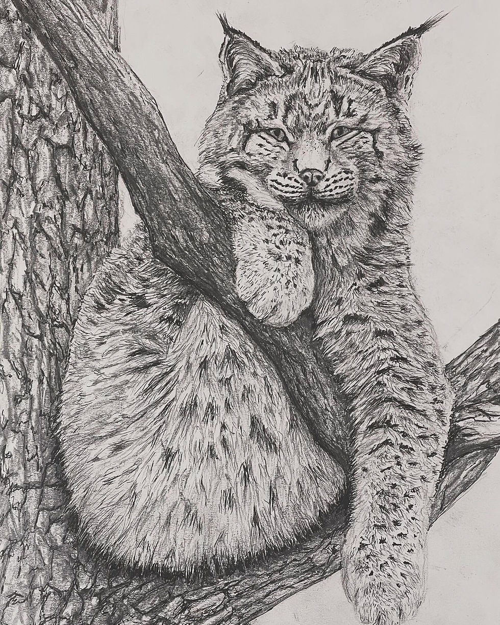 wild cat pencil drawing