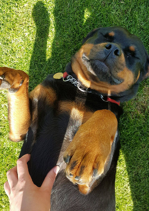 Rottweiler dog lays on its back, being petted in the sunny grass gallery.