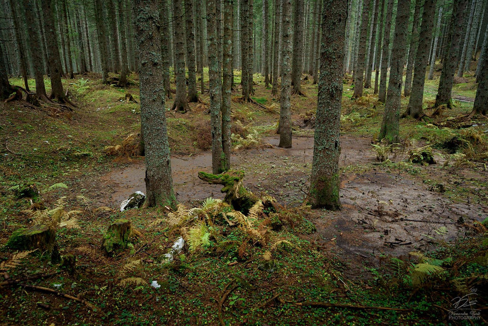 Into the forest.jpg