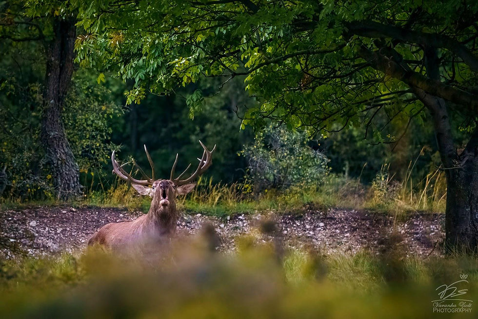 roaring stag
