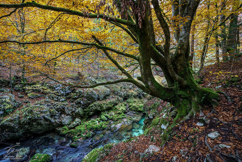 That old tree at Mostnica.jpg