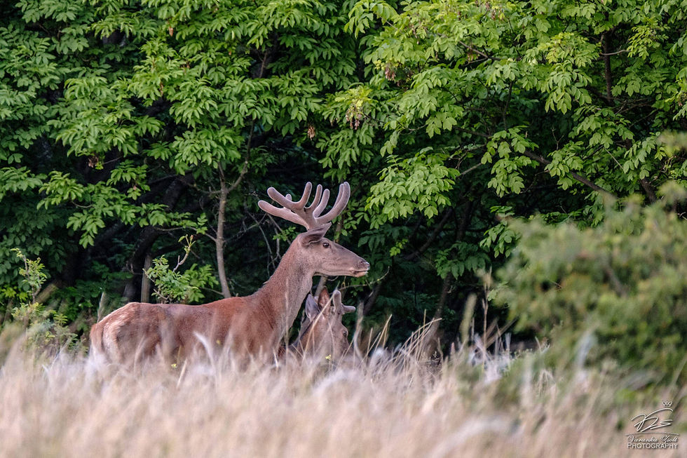 Fujifilm X-S10 + Fujifilm 100-400mm f/4.5-5.6 @f/5.6 1/110 400mm ISO3200, miss details