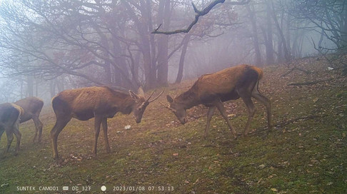 trail cam photo at daylight