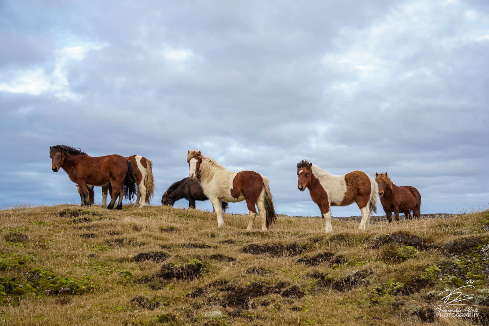 Icelandic horses II.jpg