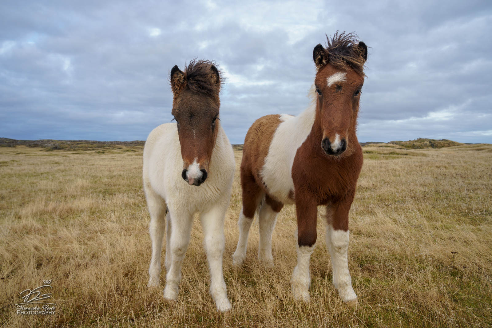 Young Icelandic horses.jpg