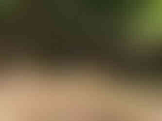 using camo net for quick hide