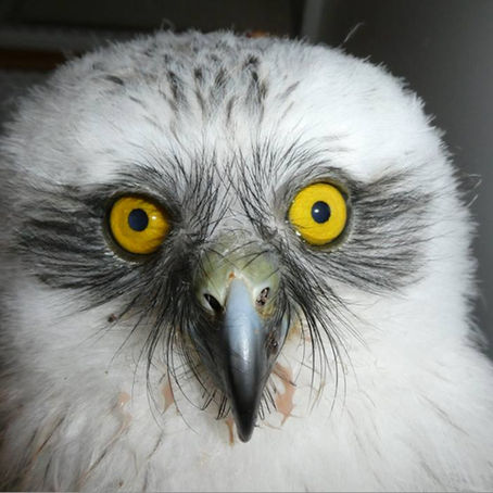 Beecroft Powerful owl - a story of survival