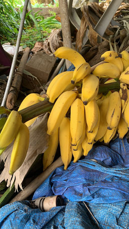 Ripe Bananas
