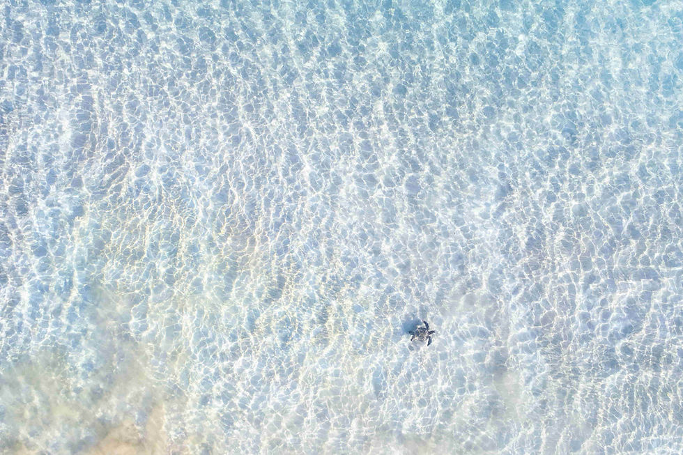 Drone shot of turtle in clear sea waters