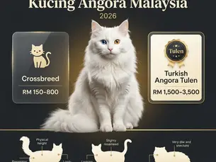 Cara Pilih Kucing Angora Malaysia: Harga, Jenis, dan Tempat Beli 2026