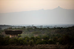 Nest-Segera-VL-22-0384