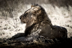 CrookesAndJackson-Kgalagadi-16-3585