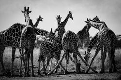 Segera_CrookesandJackson-7533