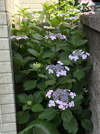 歯科・小児歯科の井上歯科医院