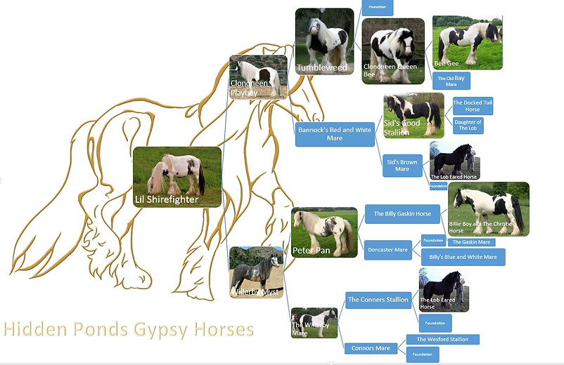Lily Pedigree.JPG