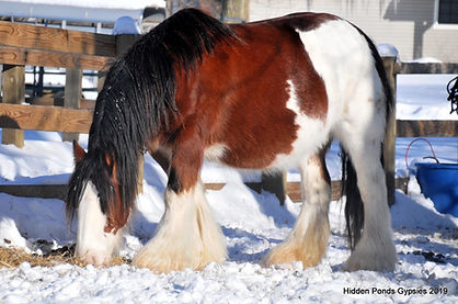 lags mare7.jpg