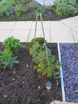 Robins garden 4.jpg