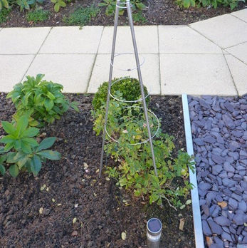 Robins garden 4.jpg