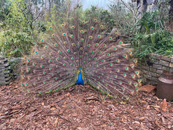 The Peacocks always love showing off