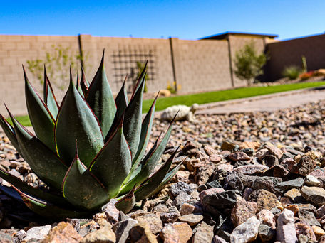 agave desert landscape xeriscape
