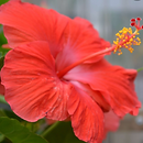Hibiscus Flower