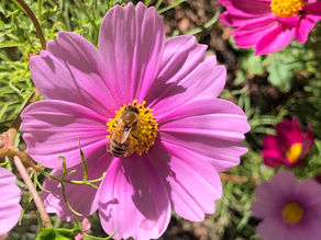 The Alarming Decline of Honey Bees in the US a Closer Look at Possible Causes and Solutions