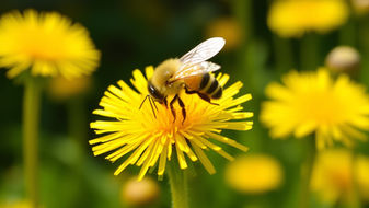 5 Incredible Uses for Dandelions