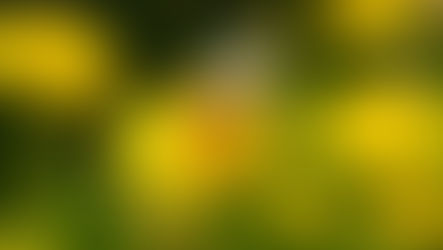 5 Incredible Uses for Dandelions