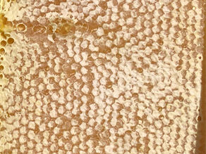 Natures Botox: How Does Raw Honey Benefit The Skin