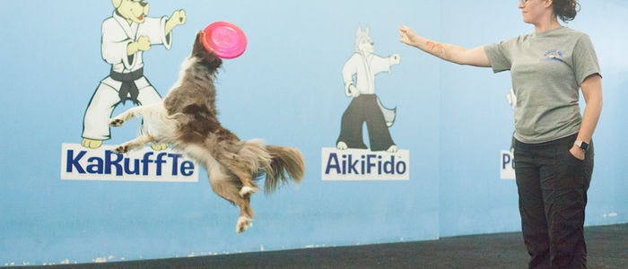 Border collie catching disc