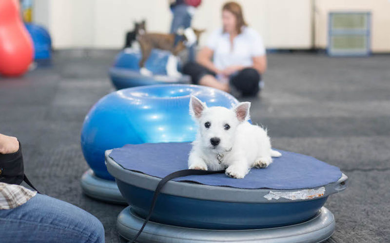 Puppies learning manners in kindergarten class