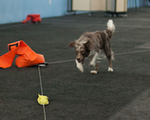 Border collie chasing lure