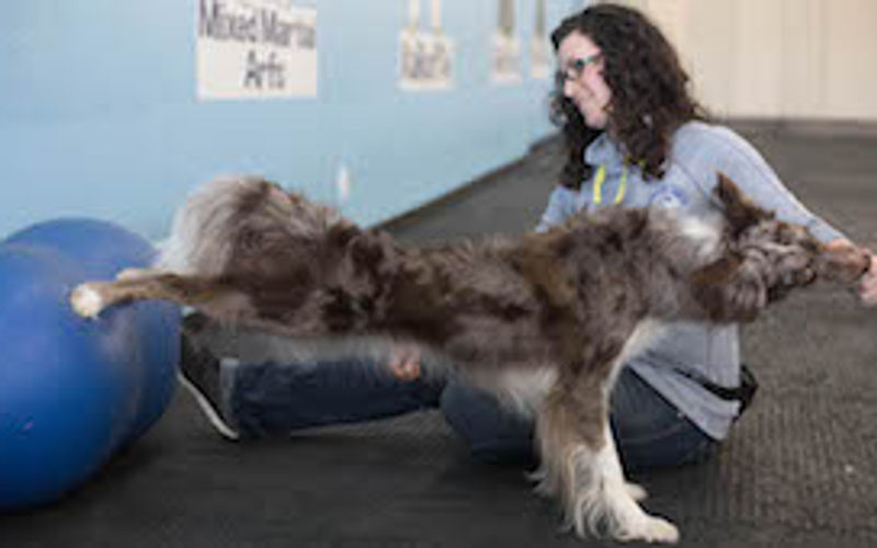 Border collie doing canine fitness exercises